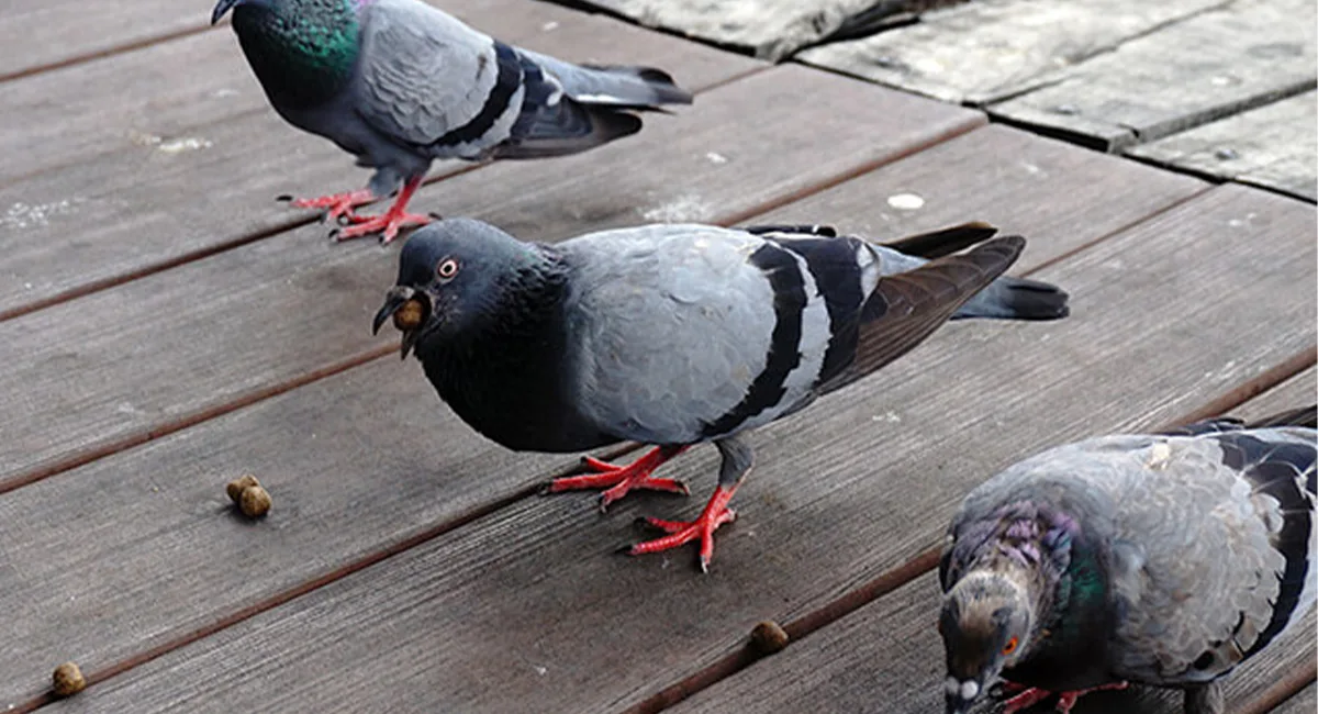 Pegions feeding on a wodden deck