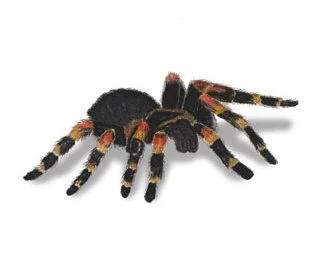 Tarantulas