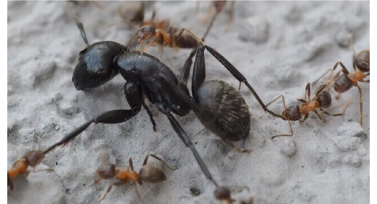 Little black ant