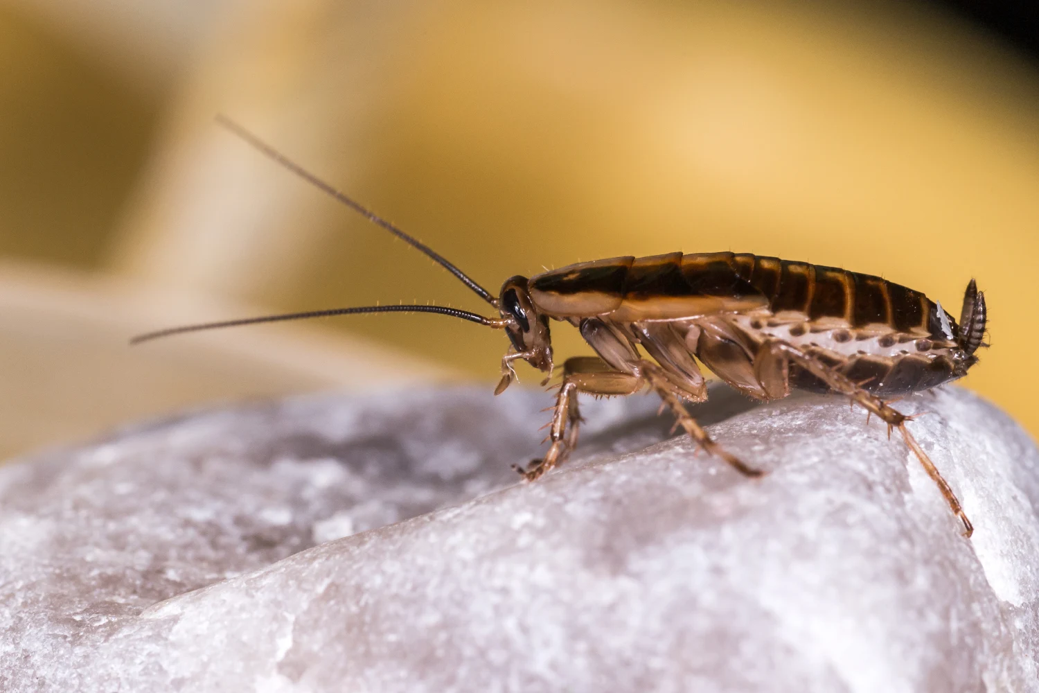 Cockroach crawling on shiny rock