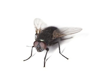 Bluebottle fly
