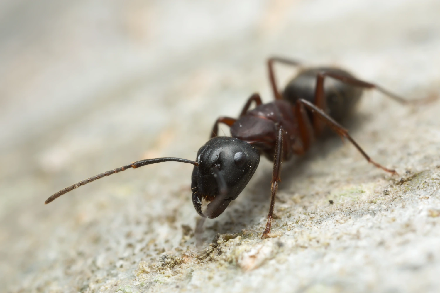 Carpenter ant