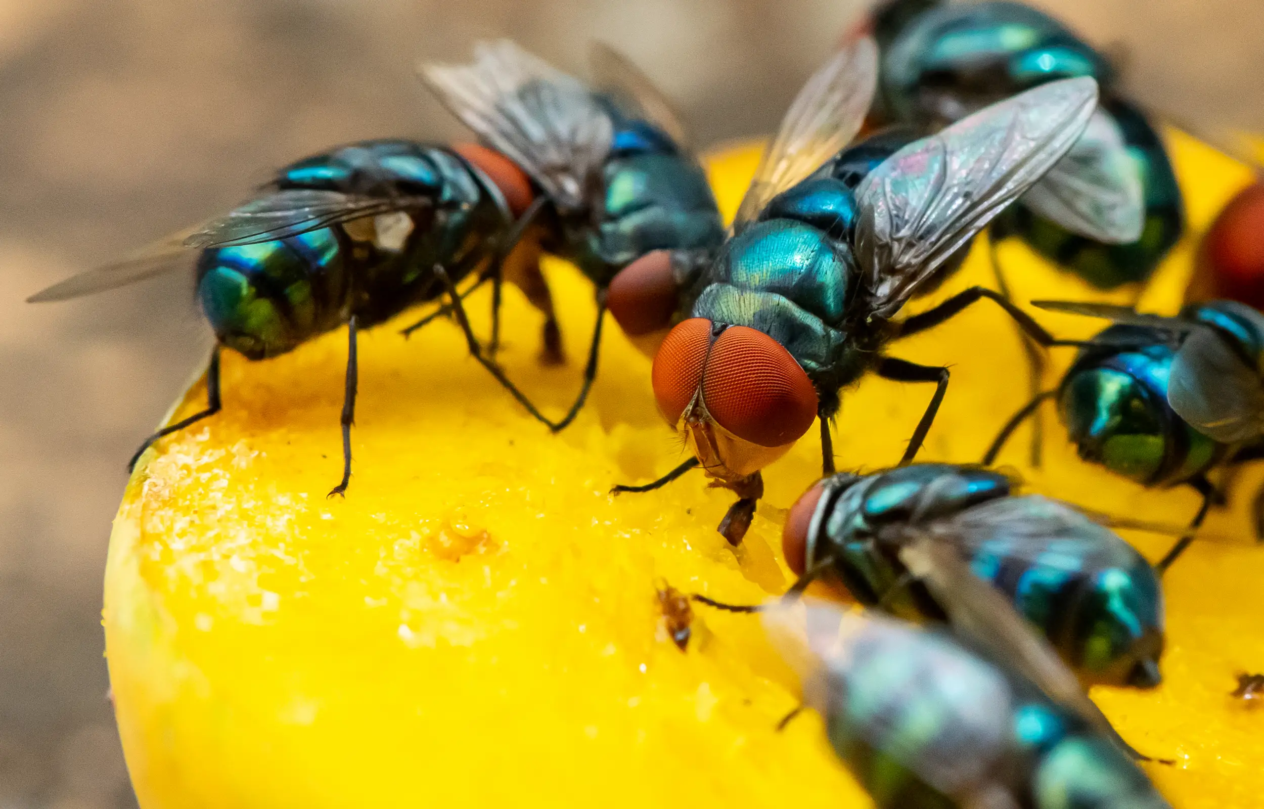 Green houseflies feeding on a ripe mango.