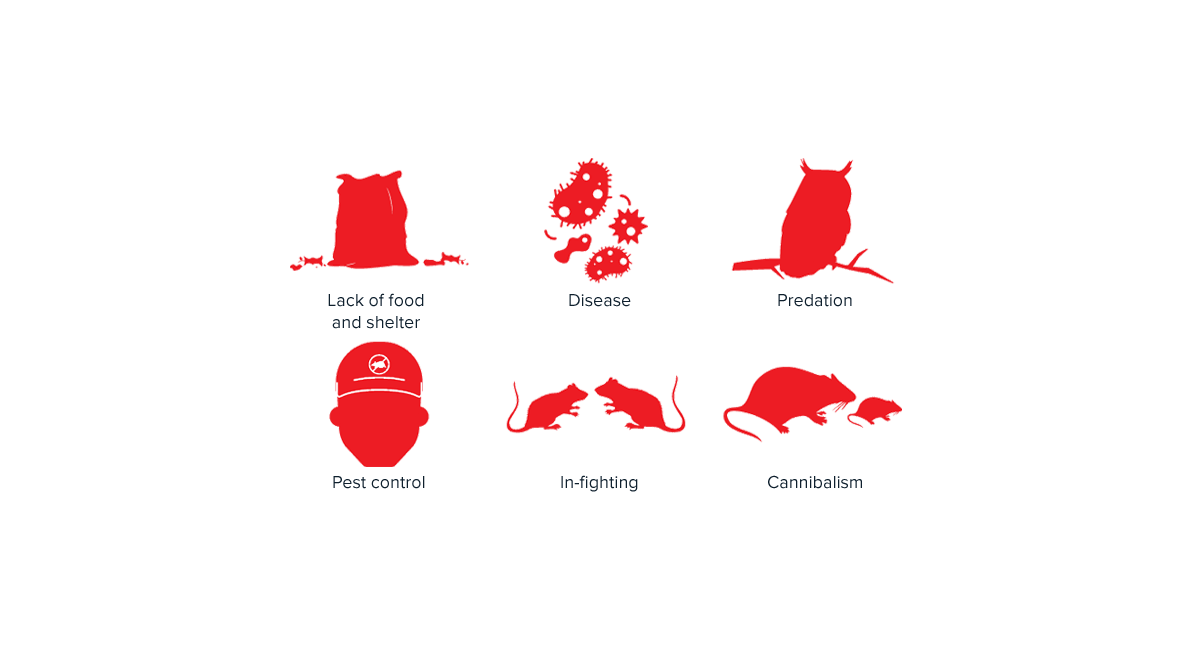 rats outnumber humans?