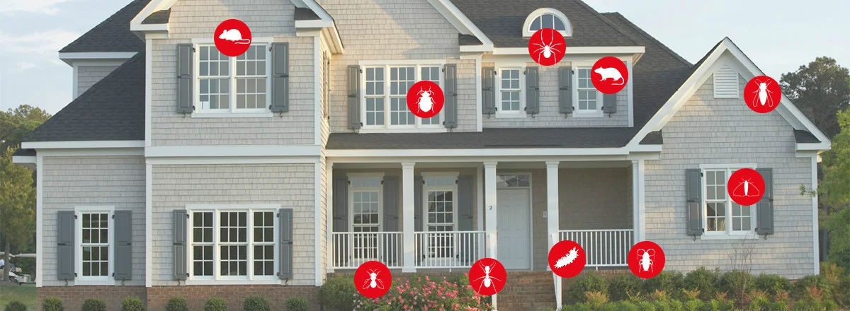 Pest infestations
