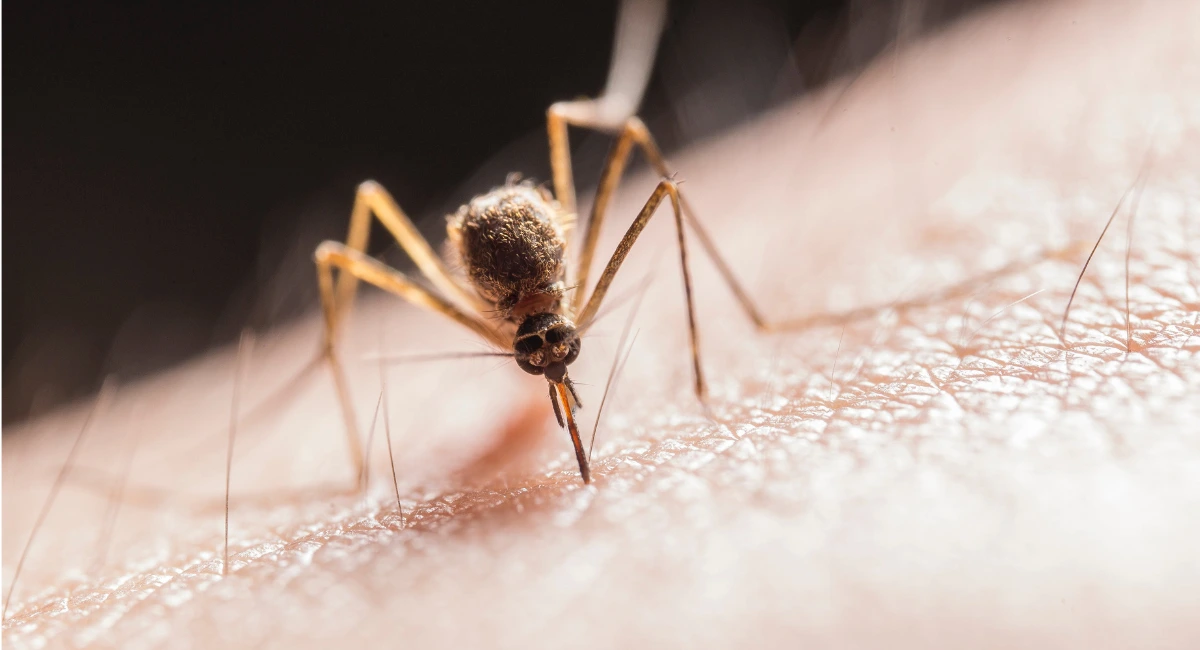 Close up of a mosquito biting human skin