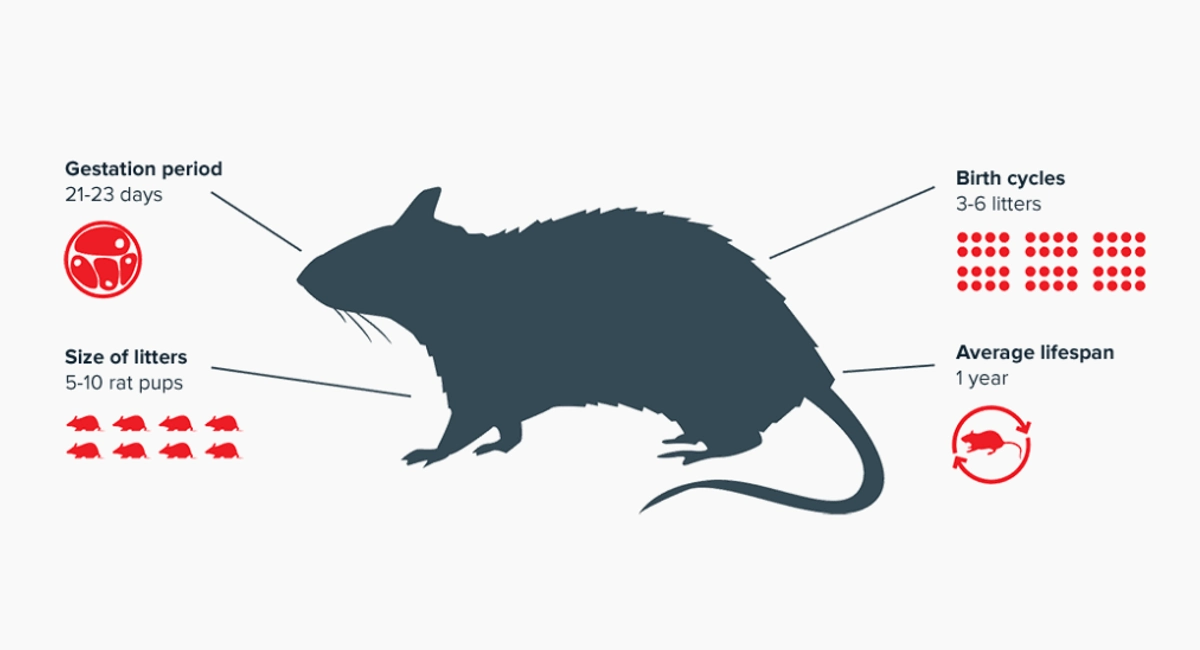 Rat reproduction facts