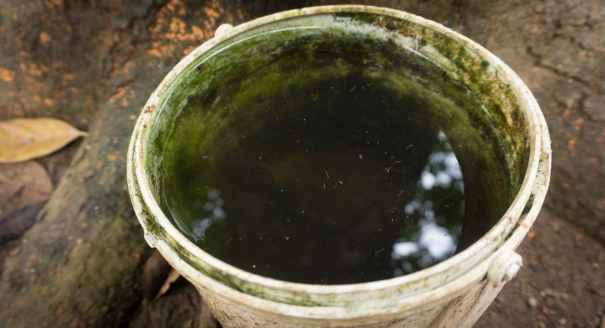 Chikungunya