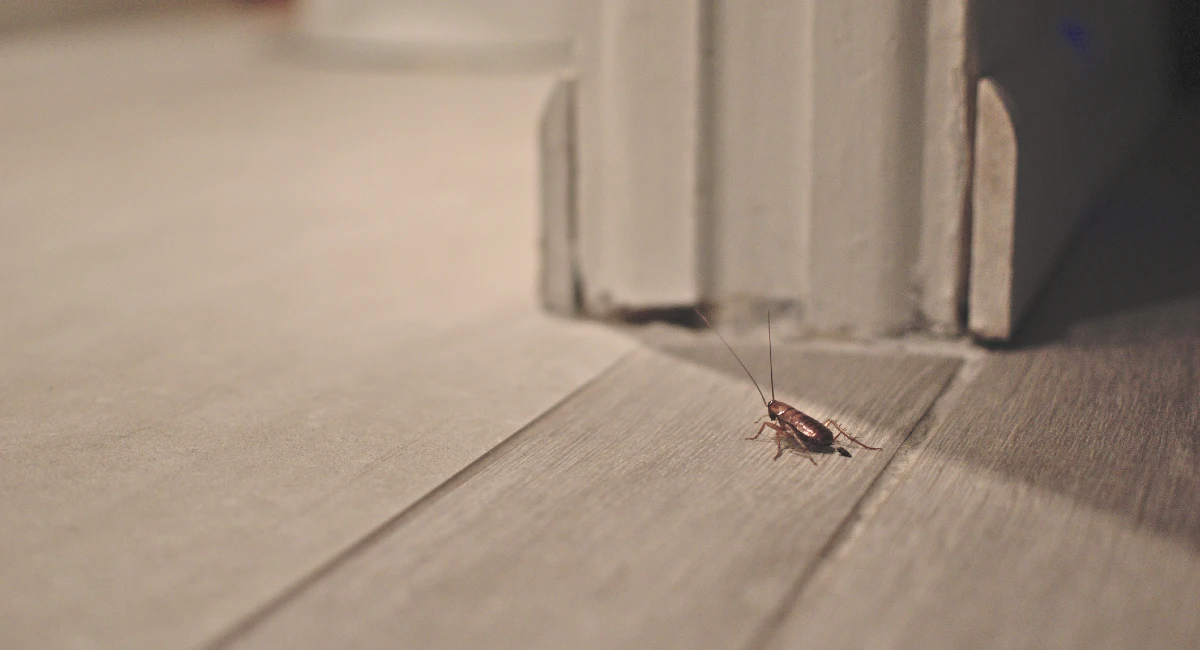 cockroaches at night in house