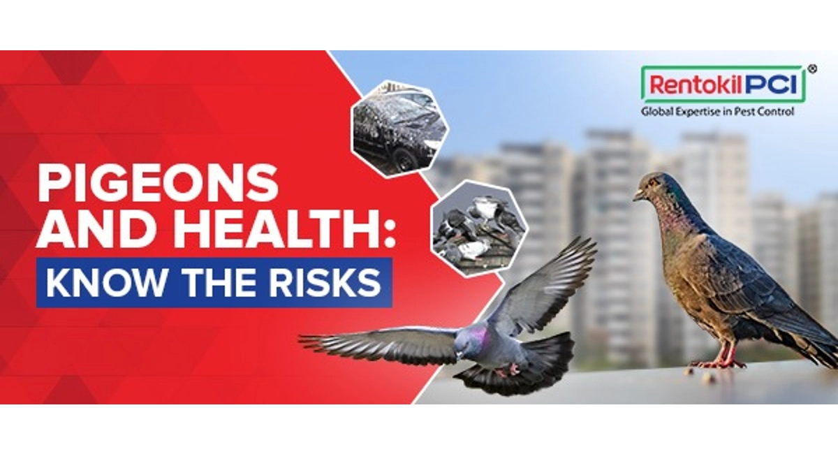 Pigeons and health: know the risks