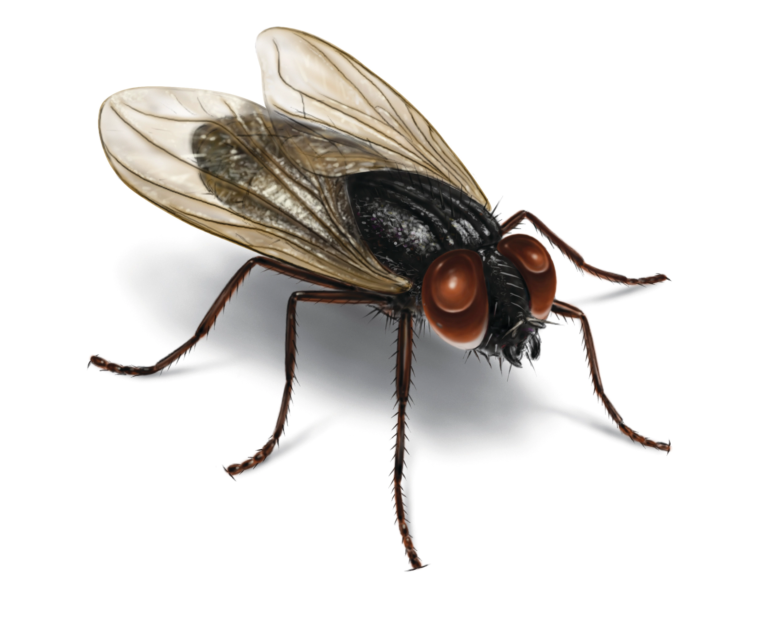 Fly 