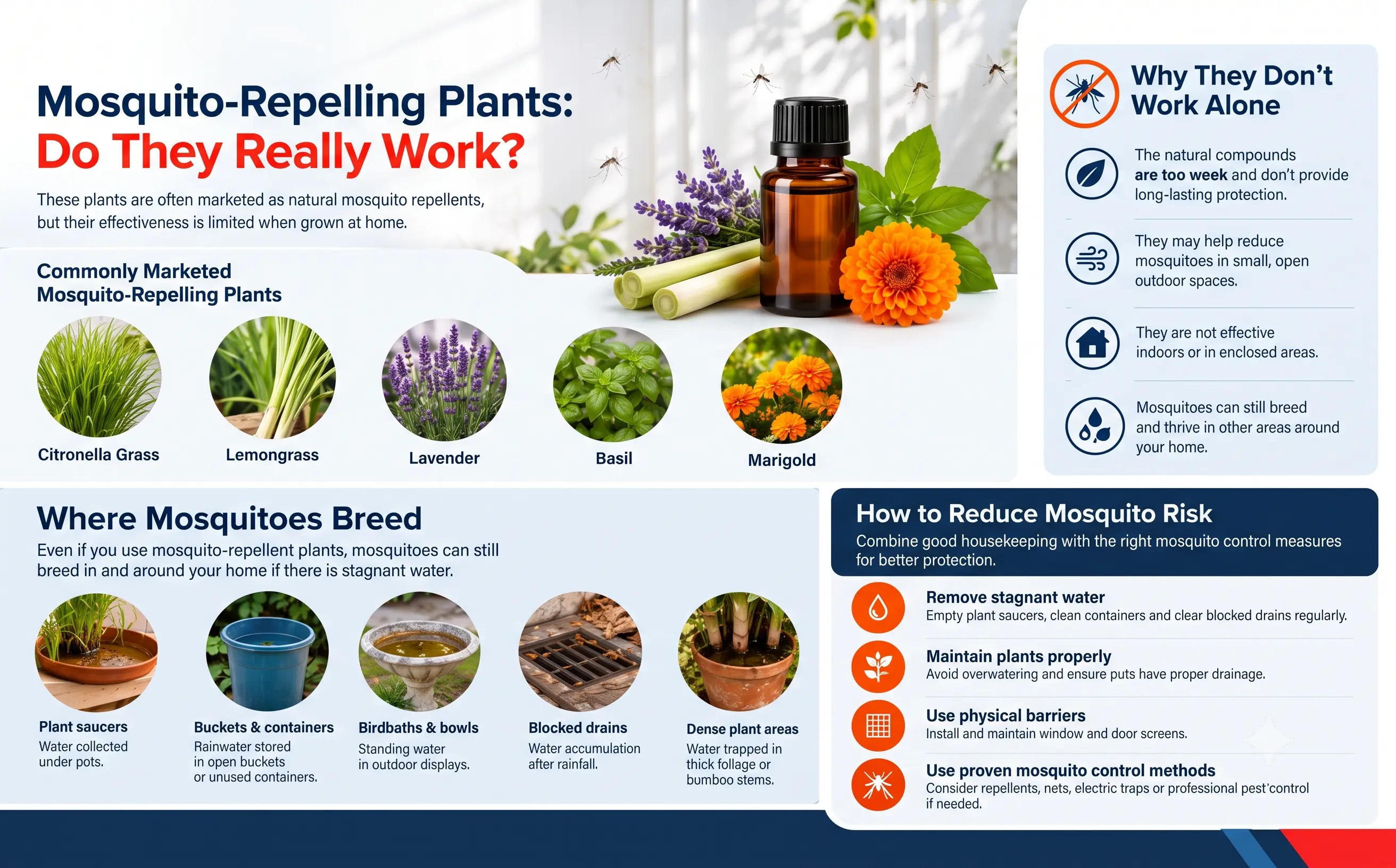 Infographic comparing commonly promoted mosquito-repellent plants, explaining their limitations, showing common stagnant-water breeding sites and outlining practical mosquito-prevention measures.