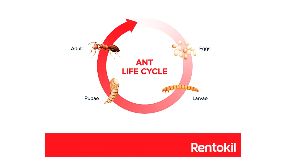 life cycle of ants