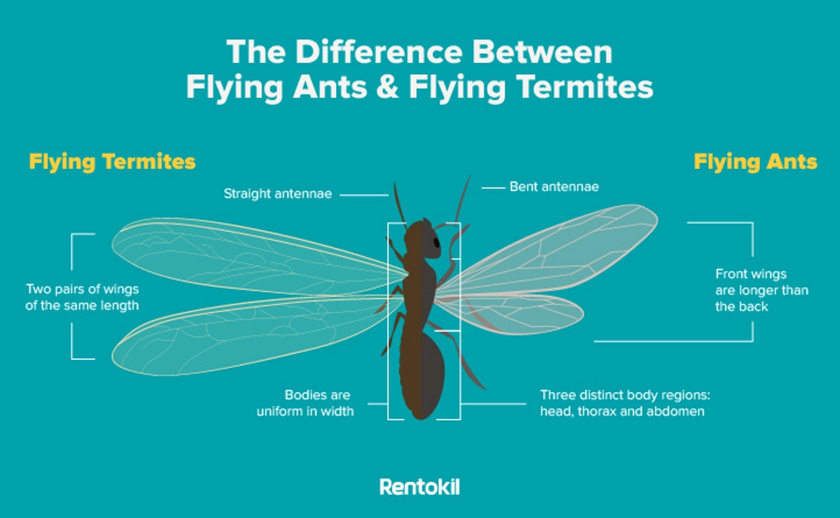 flying termite vs flying ants