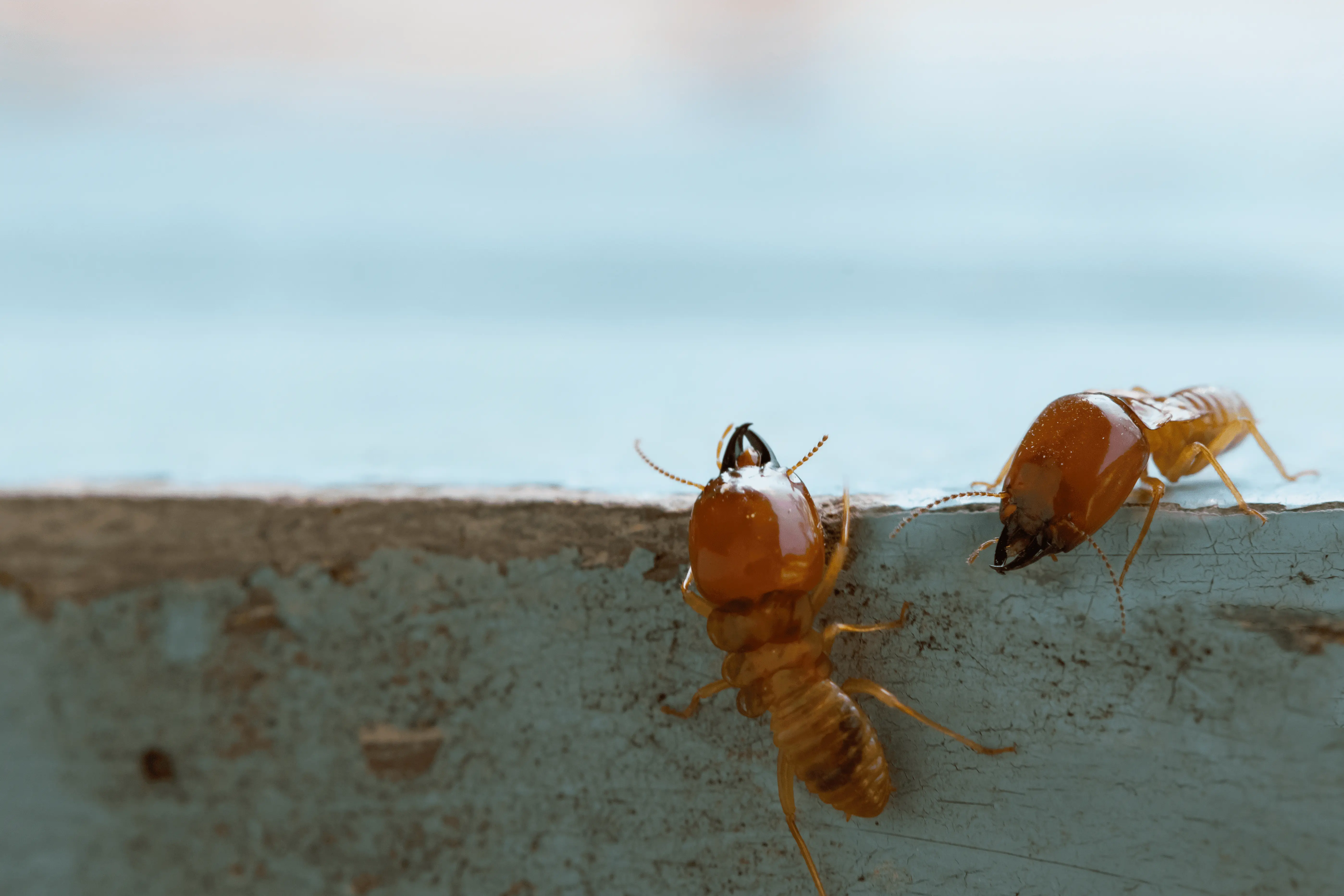 Close-up of termites crawling on a wodden surface