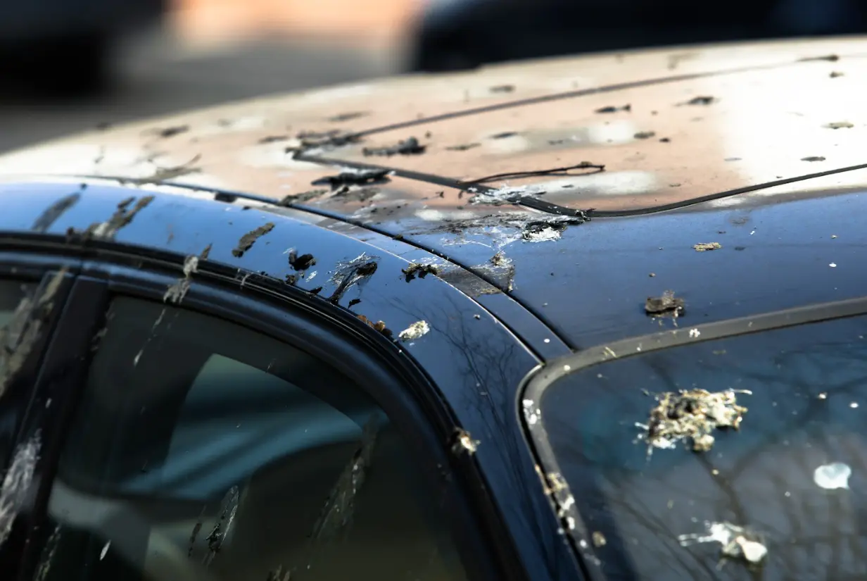 Bird Droppings