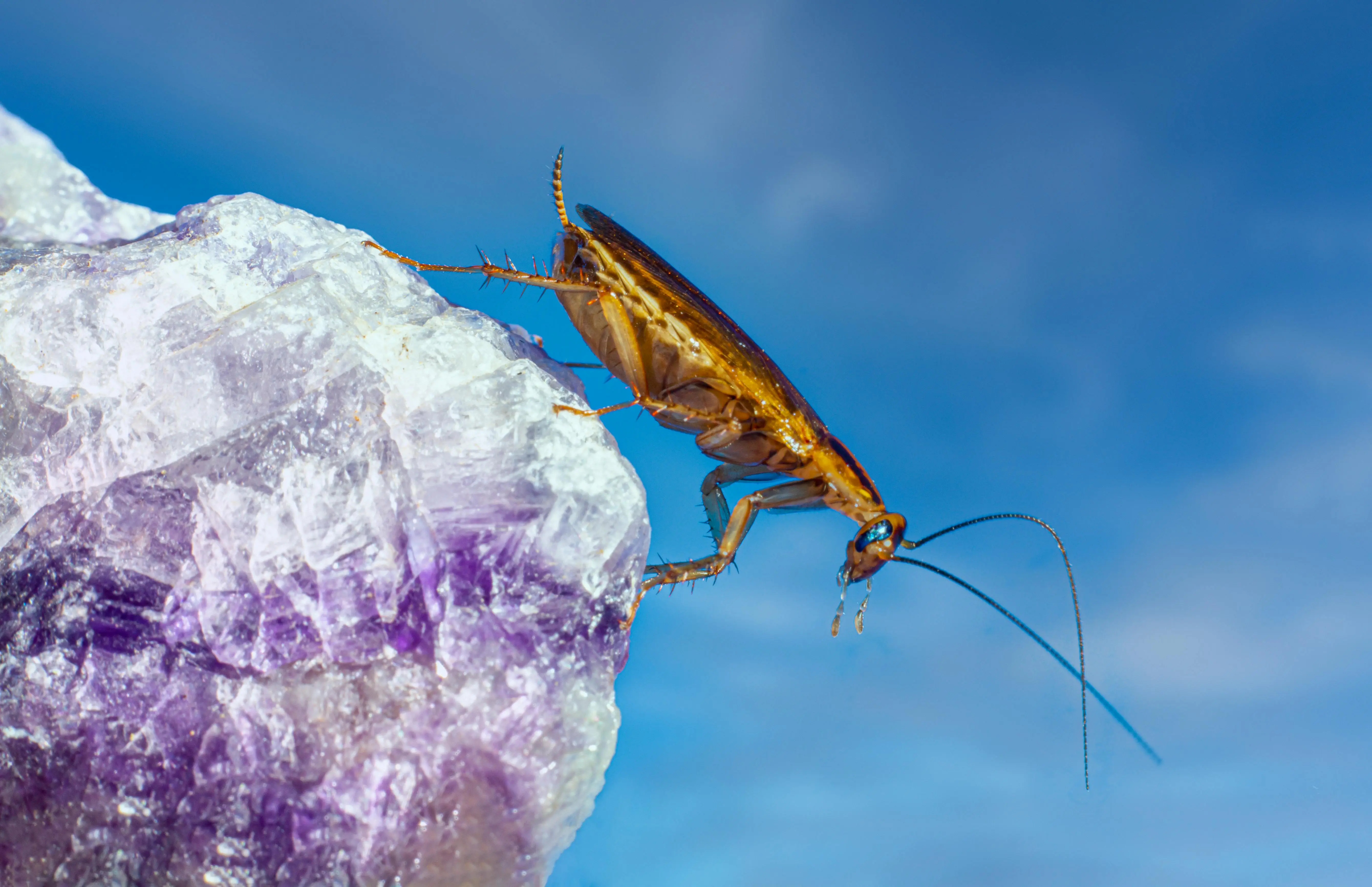 Cockroach treatment