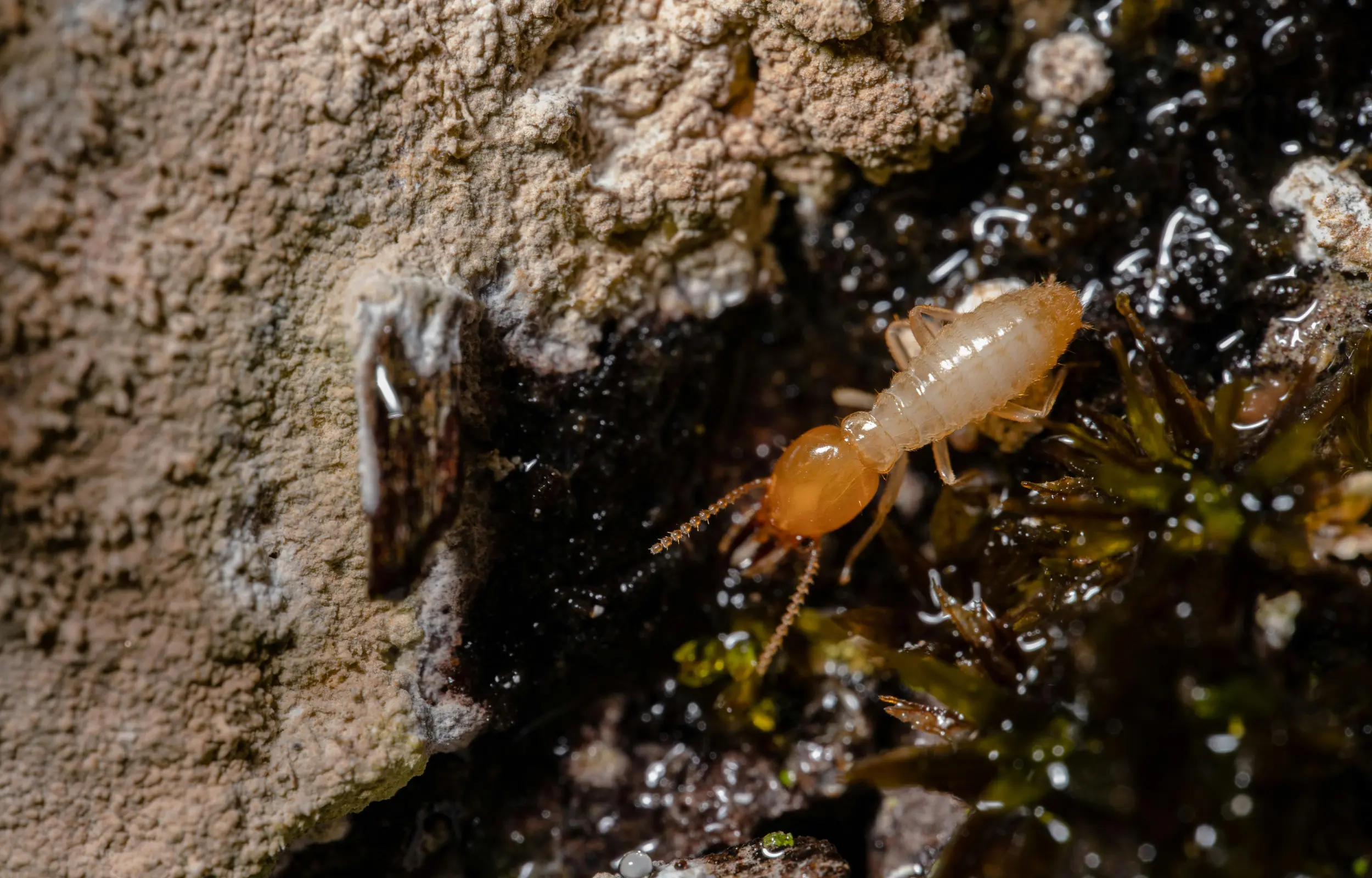 termites