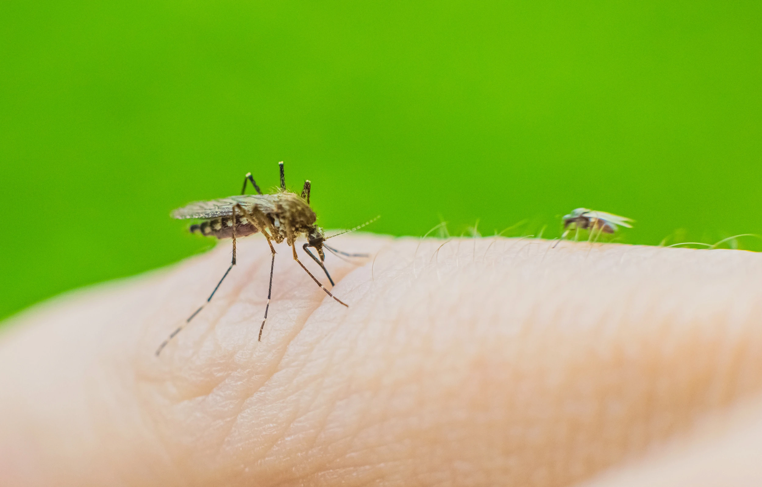 Mosquitoes biting a person indicating a mosquito infestation and need for mosquito control