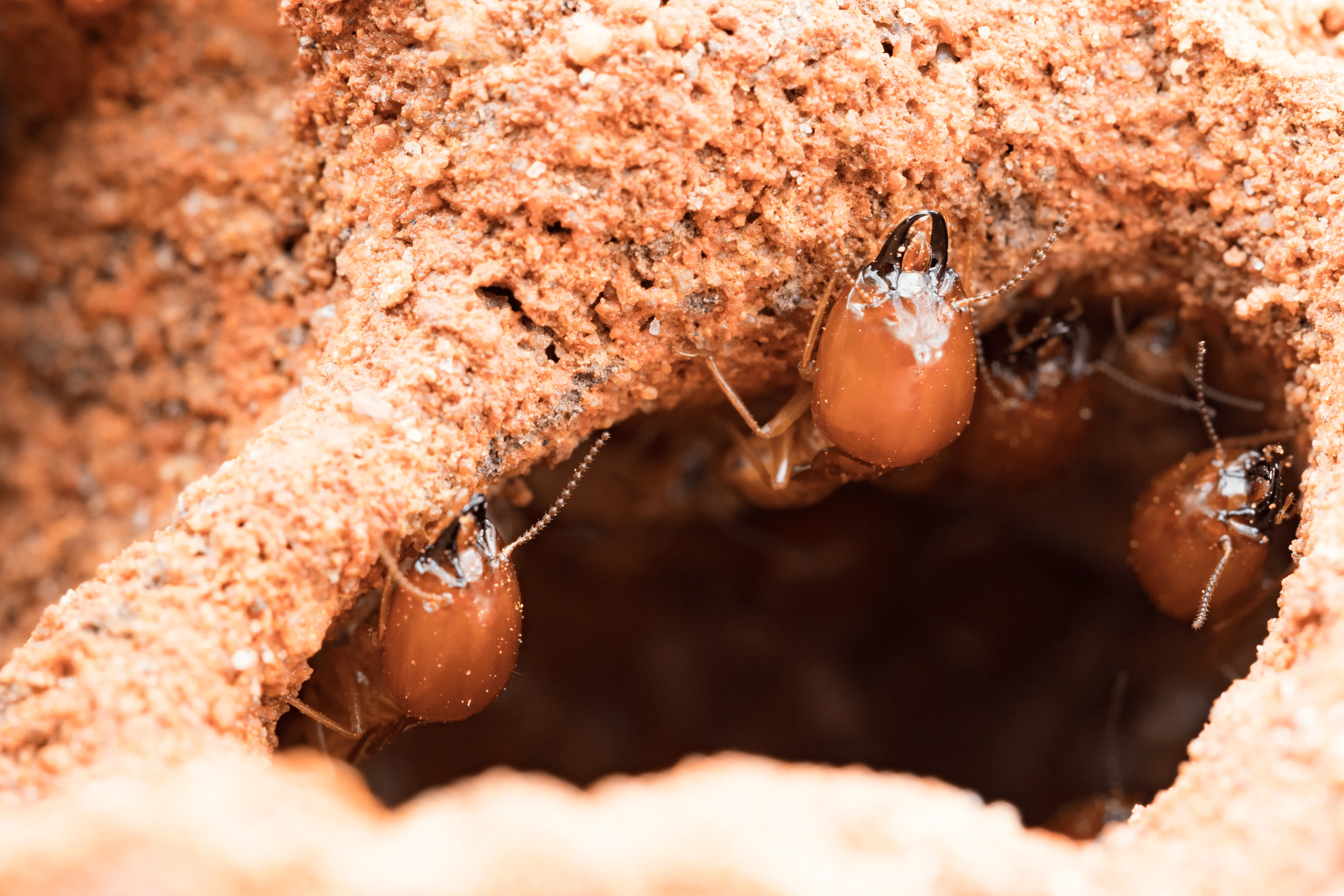 Termites inside a mud tunnel within a colony