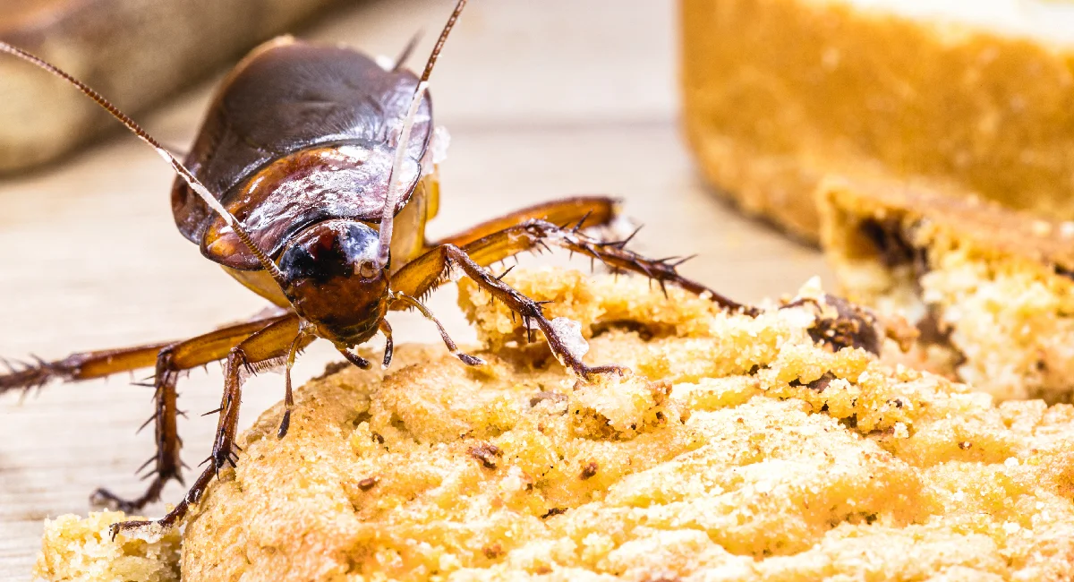 Cockroach