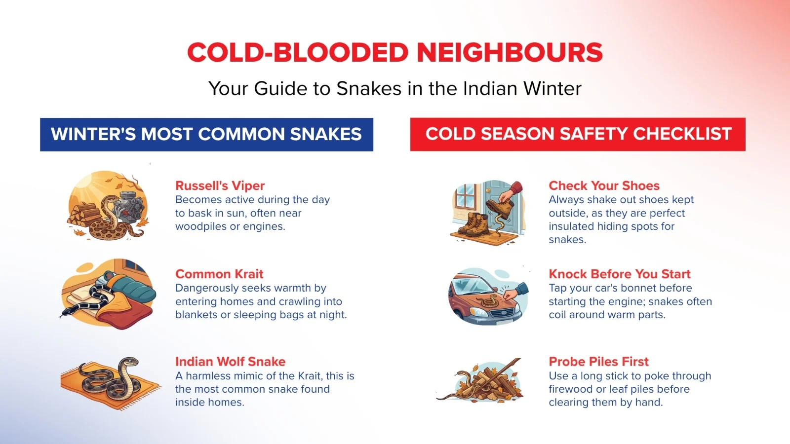 infographic for most common snakes in winter
