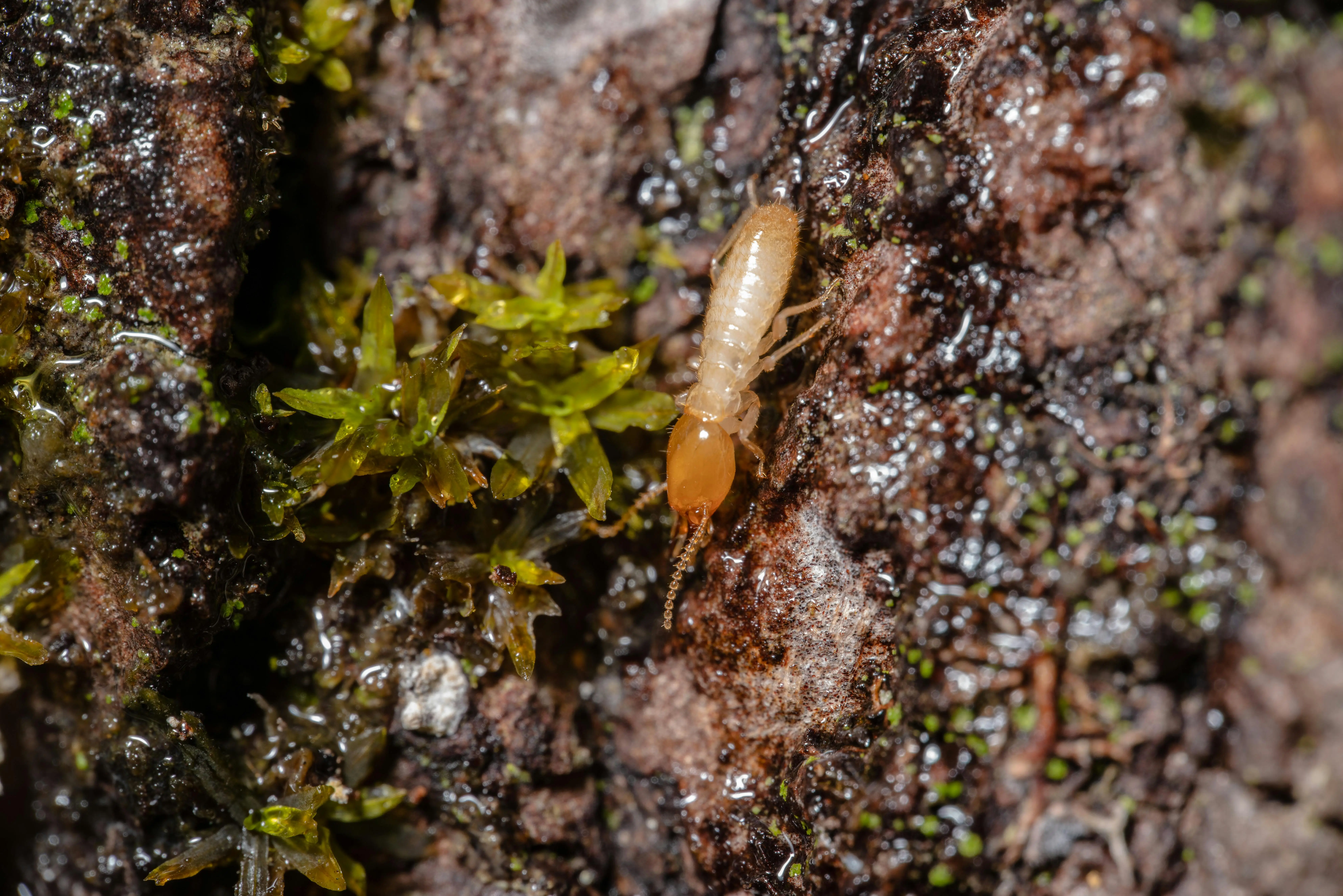 Close-up of a termite crawling on moist soil