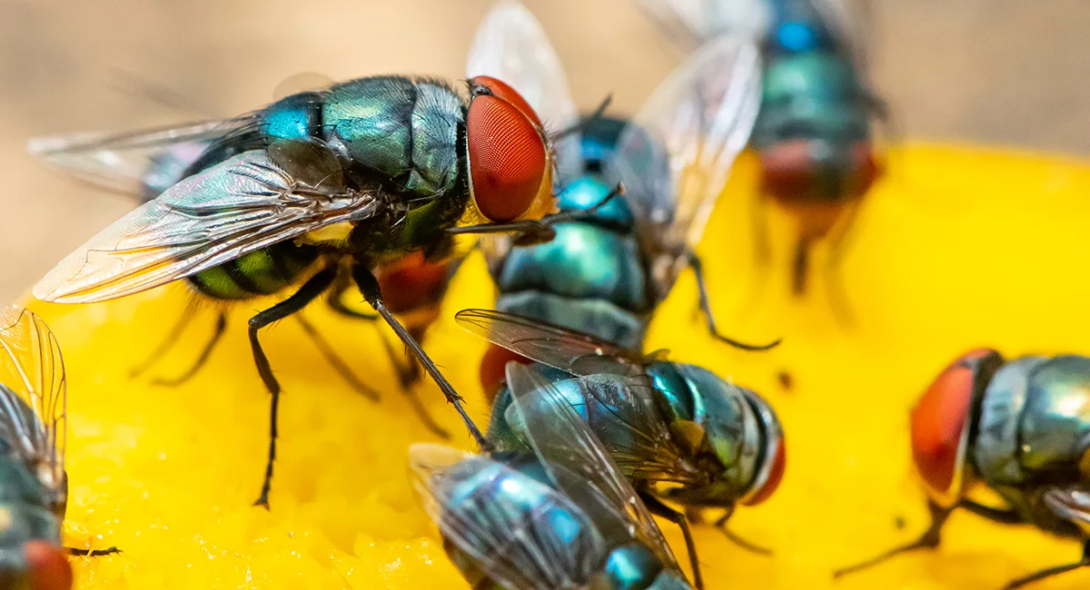 Fly