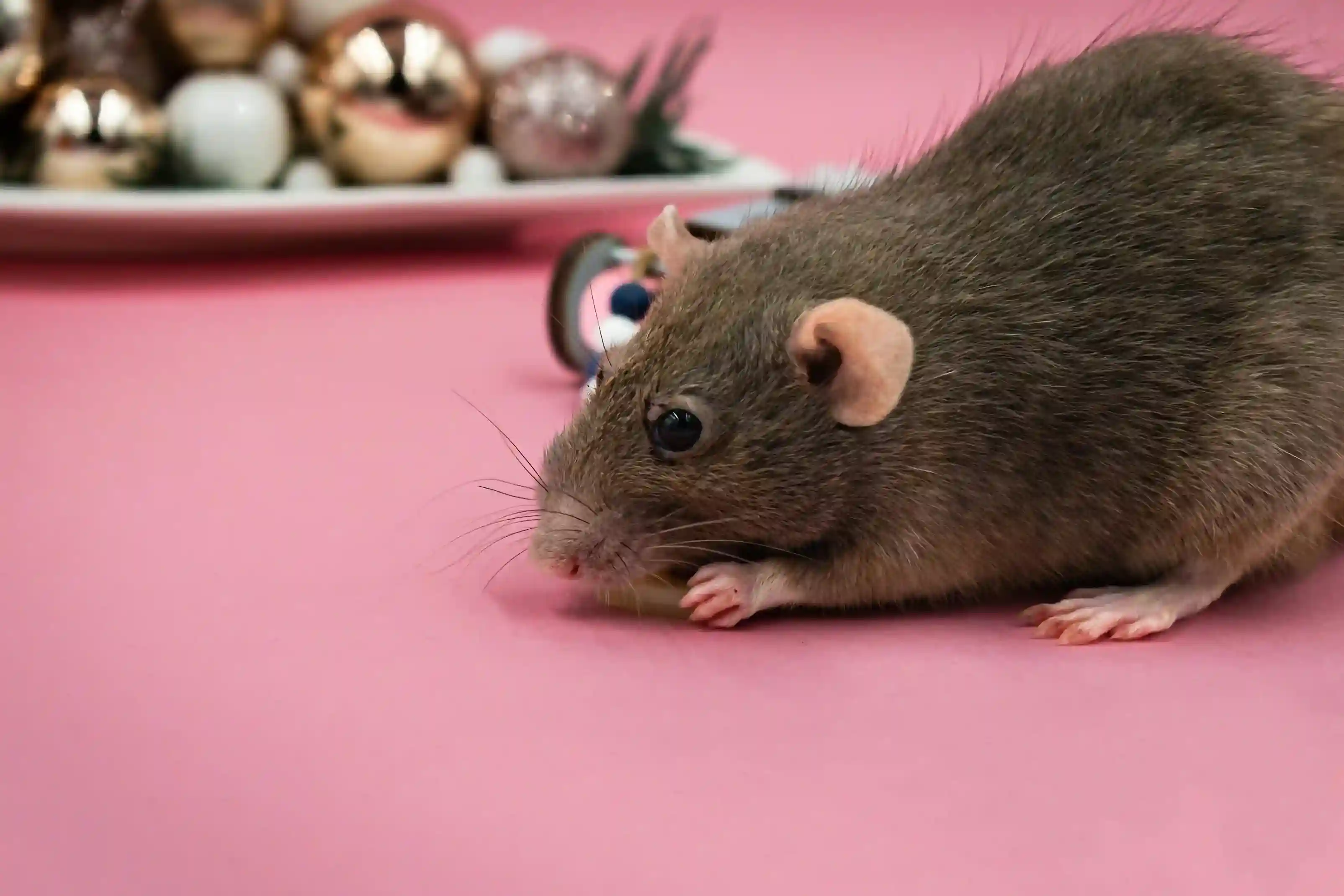 Rodents