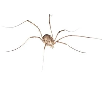 Harvestman spider