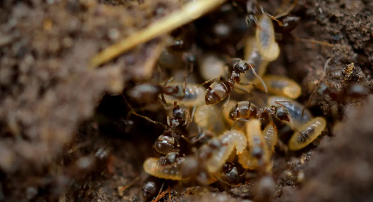 Termites