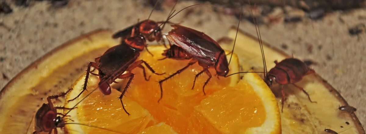 Cockroach