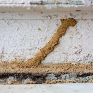 Termite mud tube on a wall
