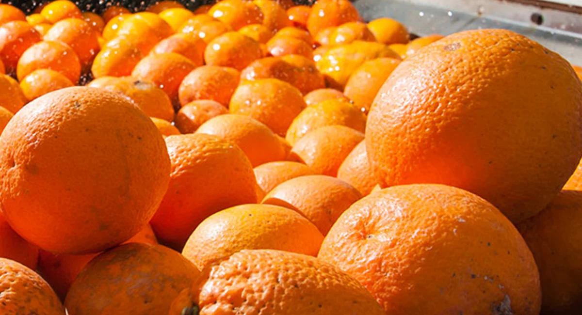Fresh food-GLO-Fresh