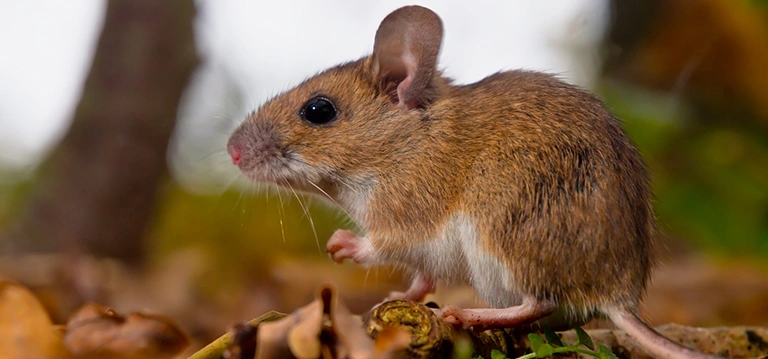 rodents