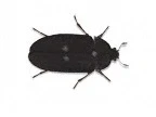 Fur beetle
