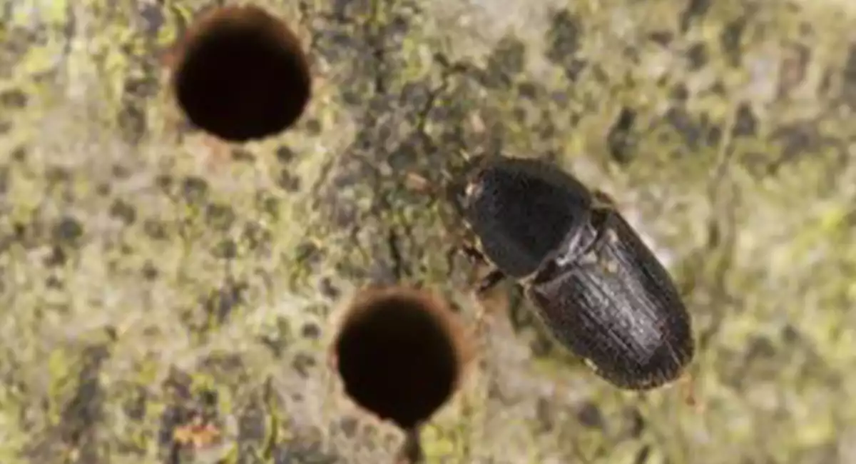 Bark Beetle