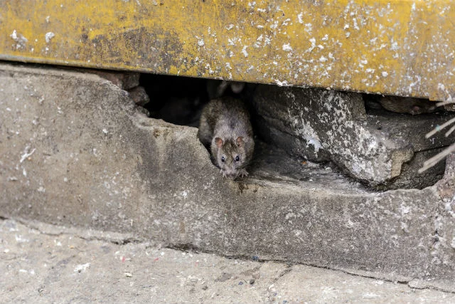 rodent infestation in Indian homes