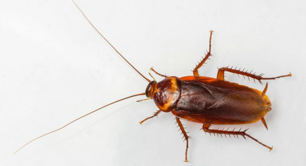 Cockroach
