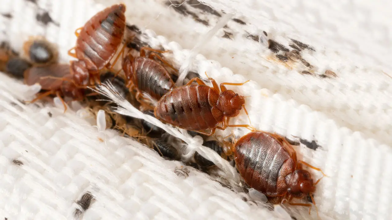 bedbug pest control