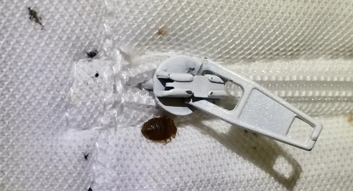 bedbug pest control