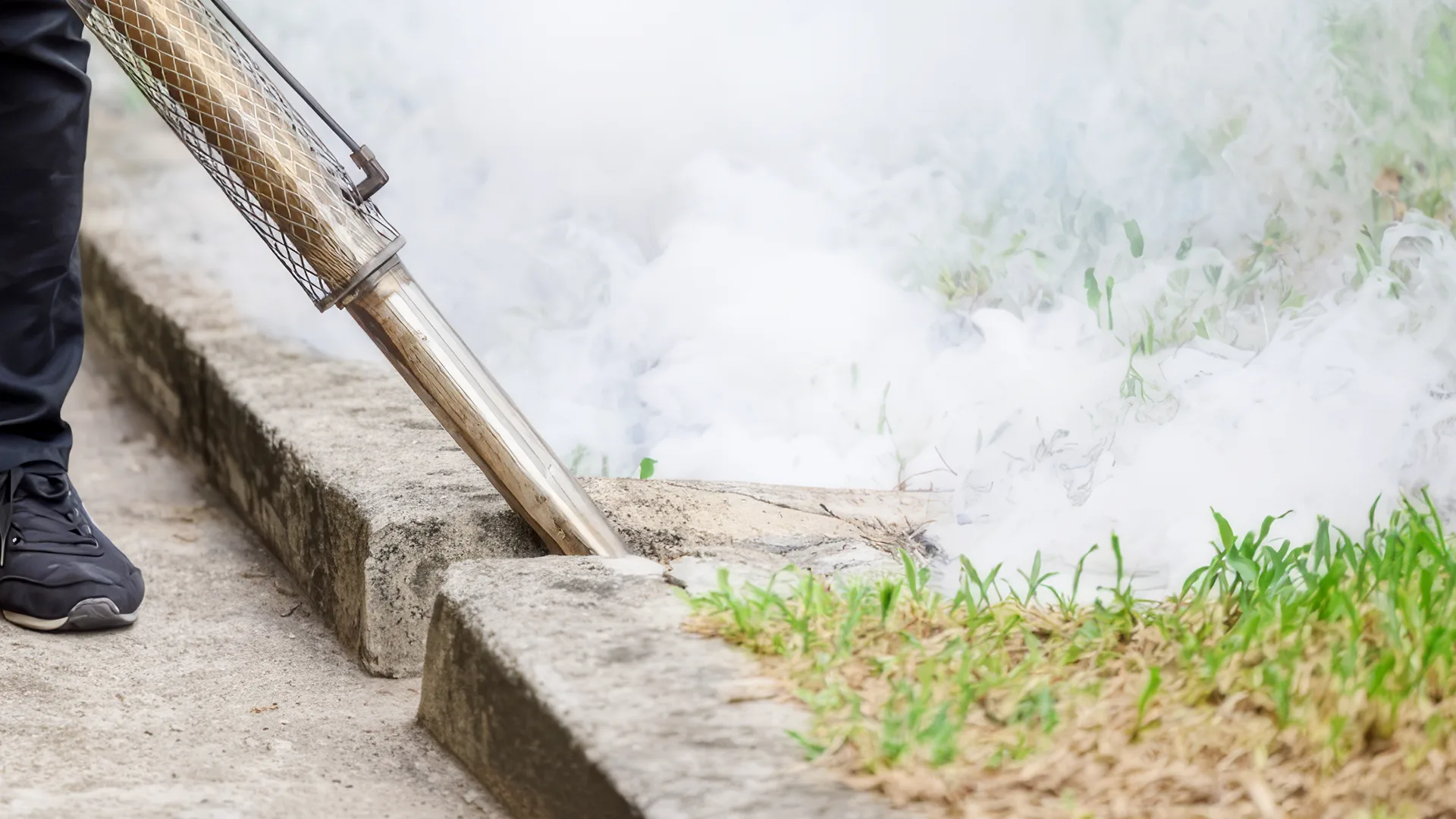 professional mosquito fogging service