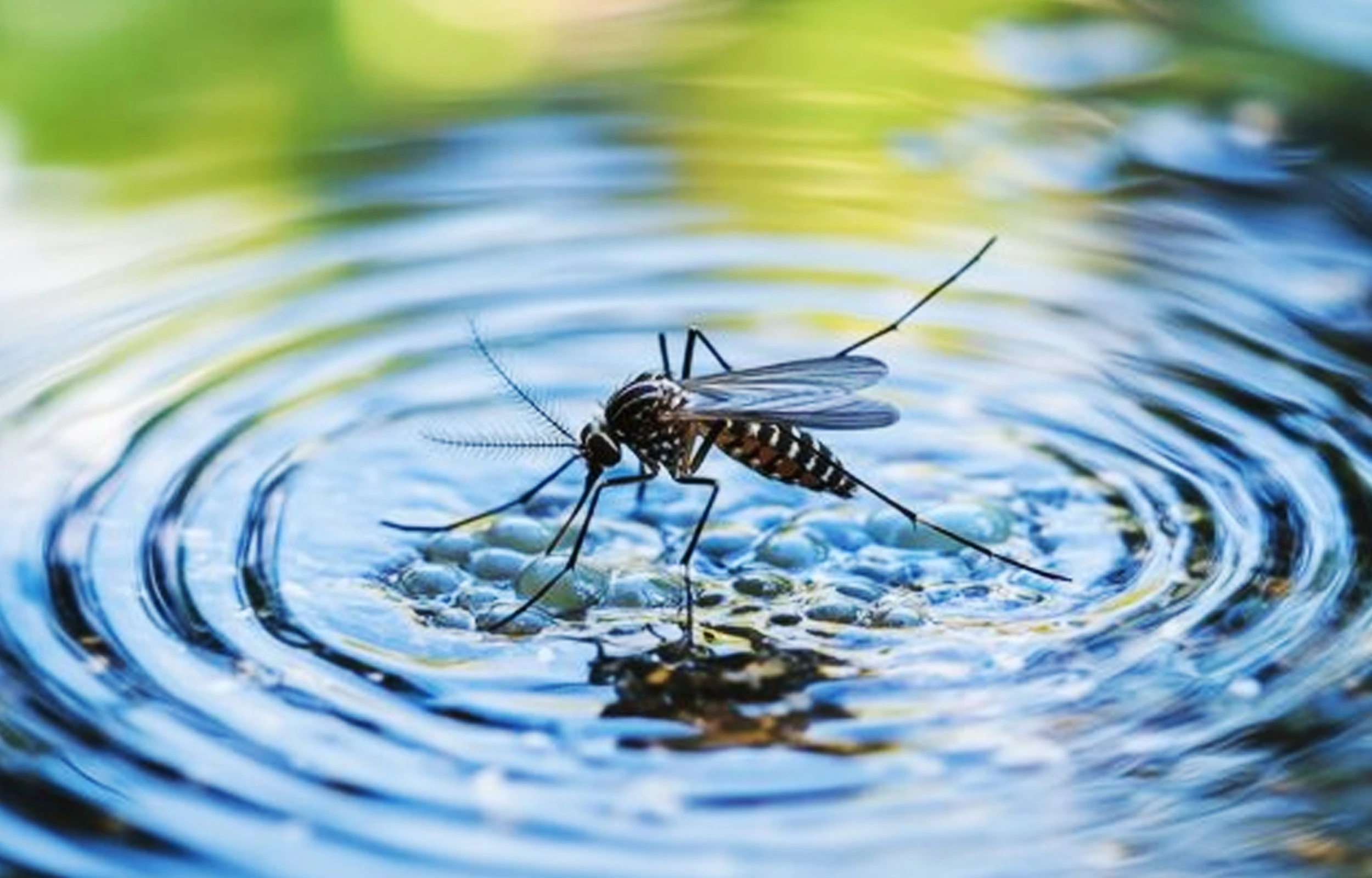 how to get rid of mosquitoes in rainy season