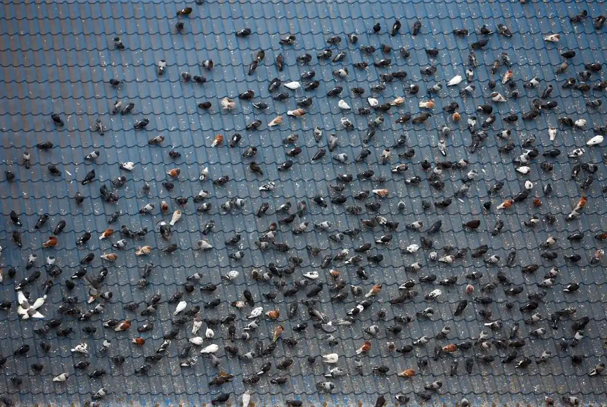 Bird control spikes