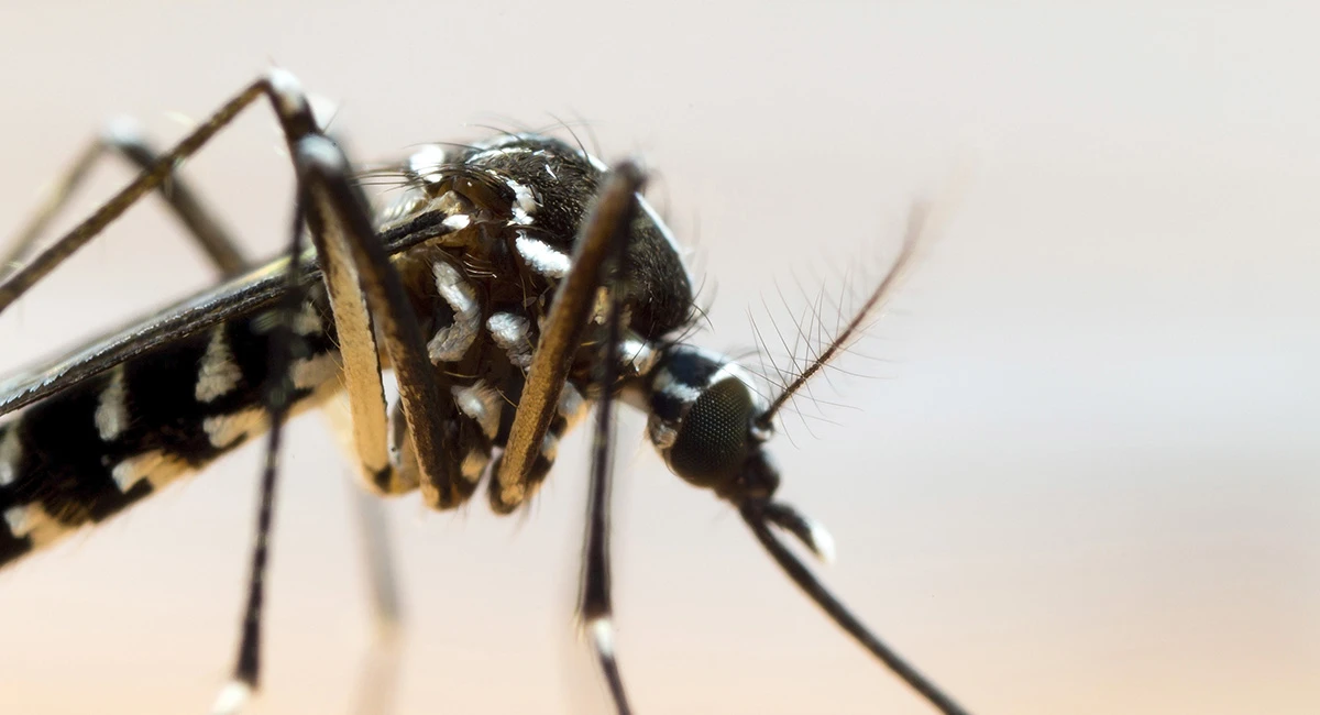 Dengue Cases